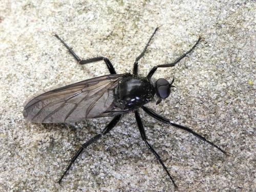 Empis ciliata